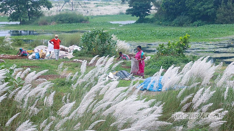Kans grass in bloom at Sarighat in Dhaka's South Keraniganj.  Photo: Abdullah Al Momin