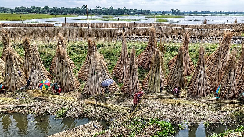 Women join the work of stripping fibres from jute along both sides of the railway tracks in Faridpur’s Bhanga. Photo: Mostafigur Rahman