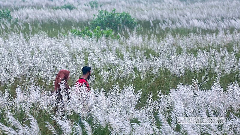 Kans grass stretches across a wide expanse at Sarighat in Dhaka's South Keraniganj. Visitors gather here every year at this time of season.  Photo: Abdullah Al Momin