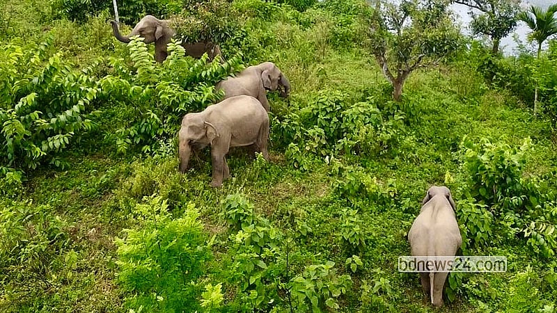 A herd of Asian wild elephants roam the orchards in the Barunachhari area of Rangamati's Barkal. The elephants regularly visit the area as they find food in the orchards and water in Kaptai Lake. Photo: Samir Mallik