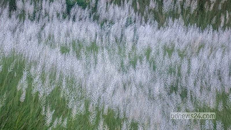 Kans grass bloom at Sarighat of Dhaka's South Keraniganj.  Photo: Abdullah Al Momin