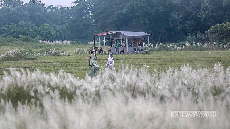 People from neighbouring areas visit the kans grass fields at Sarighat in Dhaka's South Keraniganj every day.  Photo: Abdullah Al Momin