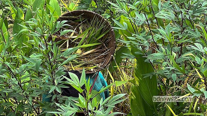 Crops such as cucumbers, honeydew melon, and maize are grown as companion crops in the jhum fields on the hills. These thriving crops are one of the main sources of food for hill communities. Photo: Samir Mallik