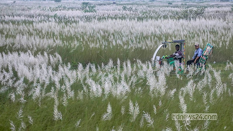 A path winds through the kans grass fields at Sarighat in Dhaka's South Keraniganj, used daily by locals.   Photo: Abdullah Al Momin