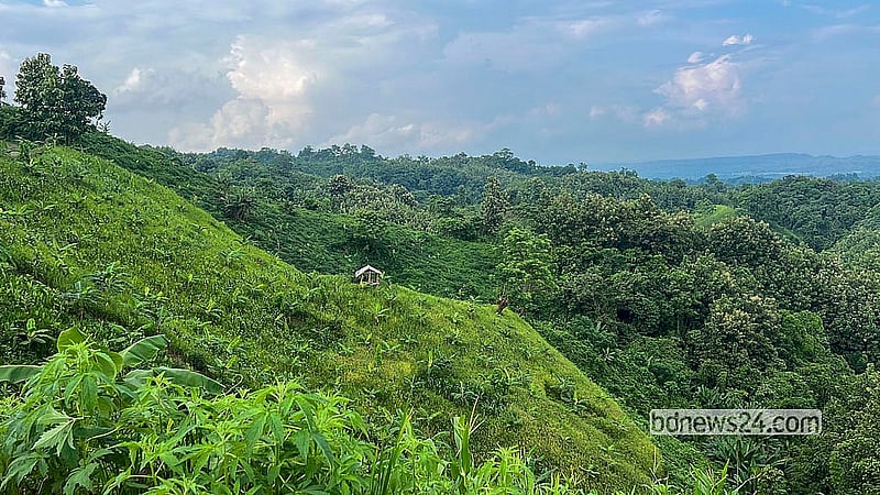 Sprawling jhum fields blanket the hillsides of the remote Shimanapara area of Dighinala Upazila in Khagrachhari. Favourable weather has brought a good harvest this year. Photo: Samir Mallik