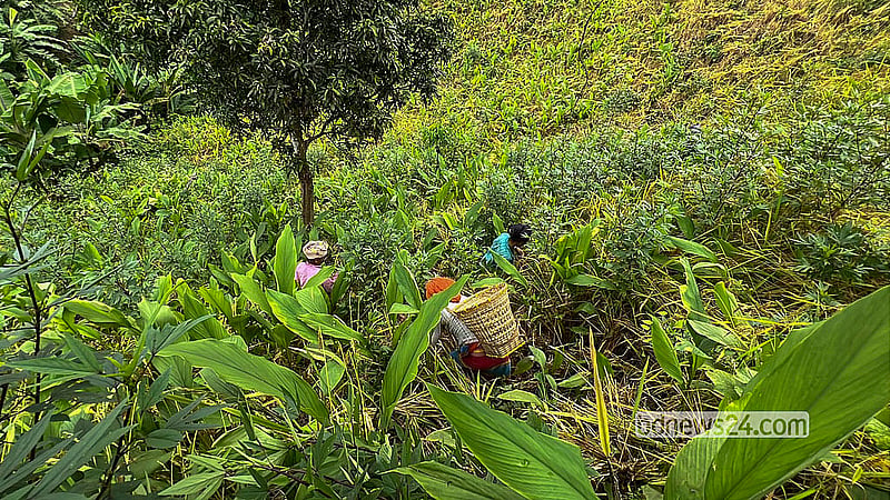 Women from the Tripura community harvesting crops from the jhum fields of remote Shimanapara in Dighinala Upazila, Khagrachhari. Photo: Samir Mallik