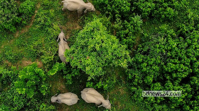 A herd of Asian wild elephants roam the orchards in the Barunachhari area of Rangamati's Barkal. The elephants regularly visit the area as they find food in the orchards and water in Kaptai Lake. Photo: Samir Mallik