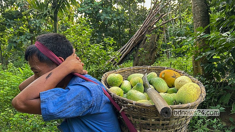 A farmer returns from the jhum fields on the hillside carrying a basket full of hill cucumbers. Photo: Samir Mallik