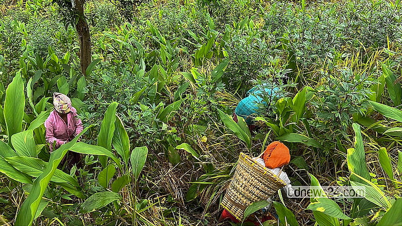 Women from the Tripura community harvesting crops from the jhum fields of remote Shimanapara in Dighinala Upazila, Khagrachhari. Photo: Samir Mallik