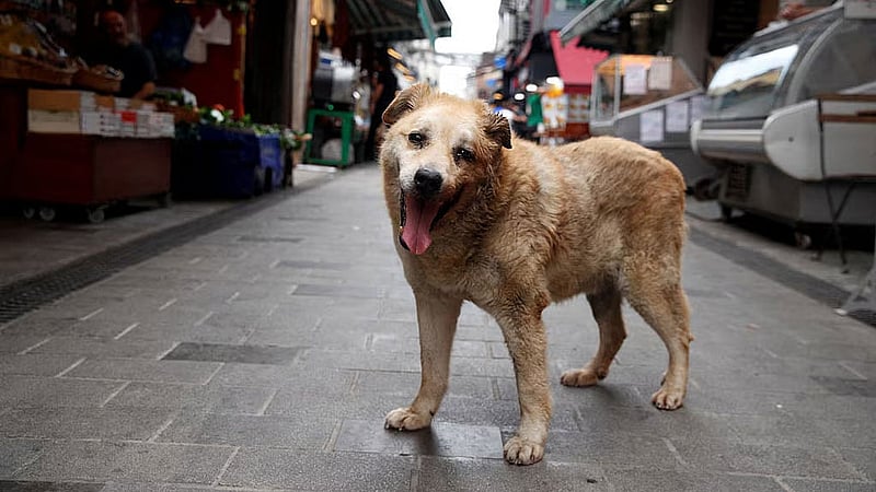 Garip, a stray dog, who has been taken care of by the shopkeepers at a local market, is pictured in Istanbul, Turkey, Jul 23, 2024. REUTERS/Dilara Senkaya 