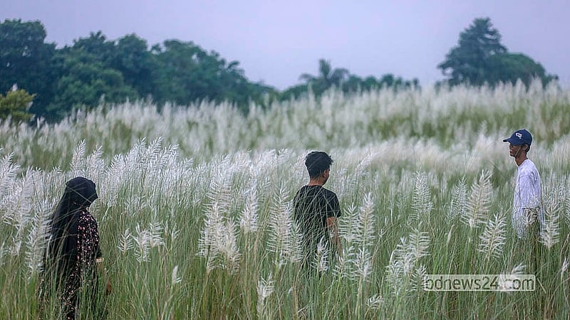 Kans grass stretches across a wide expanse at Sarighat in Dhaka's South Keraniganj. Visitors gather here every year at this time of season.  Photo: Abdullah Al Momin