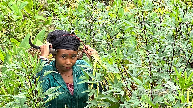 A woman from the Tripura community returns from the jhum fields on the hillside, her basket full of vegetables. Photo: Samir Mallik