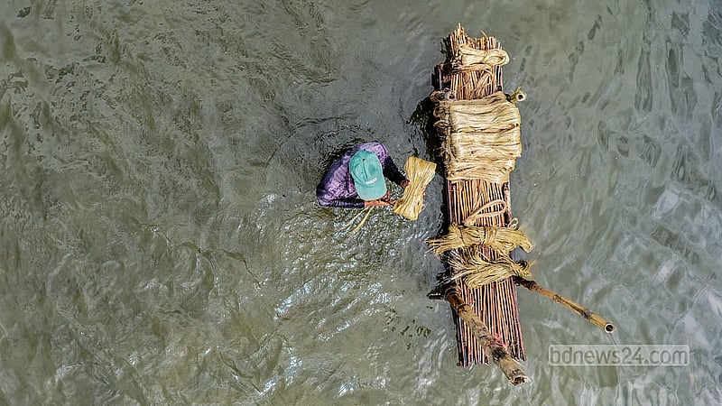 Farmers wash jute fibres after setting them in a wetland in Bhanga, Faridpur, on Sunday, Sept 13, 2026. Photo: Mostafigur Rahman