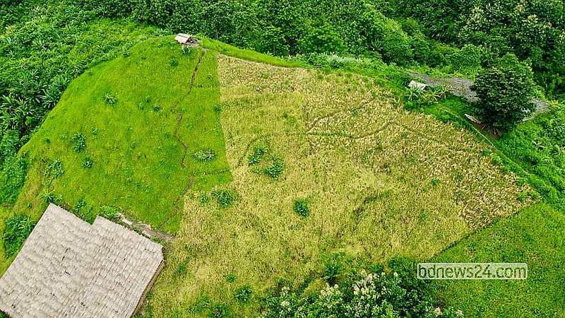 Paddy, the main jhum crop, has yielded a good harvest on the hillsides of the remote Shimanapara area in Dighinala Upazila, Khagrachhari this year. Photo: Samir Mallik