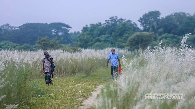 A path winds through the kans grass fields at Sarighat in Dhaka's South Keraniganj, used daily by locals.   Photo: Abdullah Al Momin