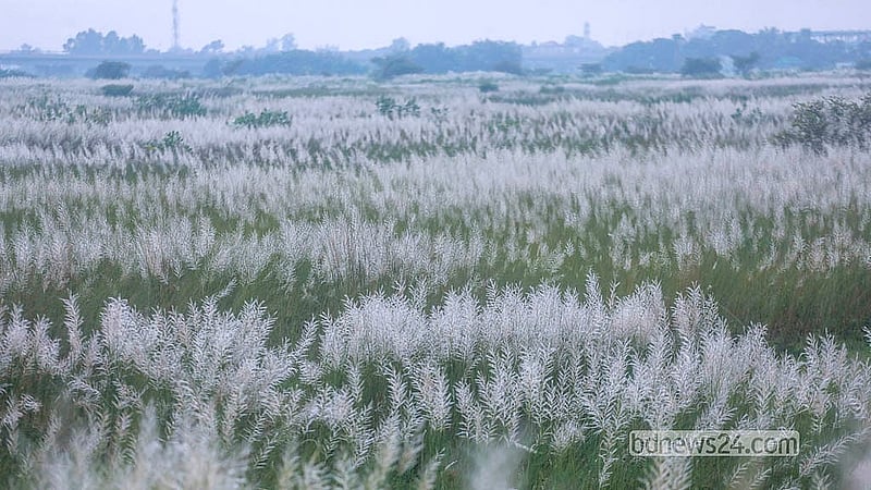 Kans grass bloom at Sarighat of Dhaka's South Keraniganj.  Photo: Abdullah Al Momin