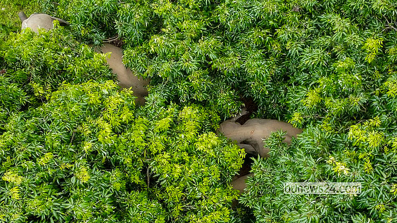 A herd of Asian wild elephants roam the orchards in the Barunachhari area of Rangamati's Barkal. The elephants regularly visit the area as they find food in the orchards and water in Kaptai Lake. Photo: Samir Mallik
