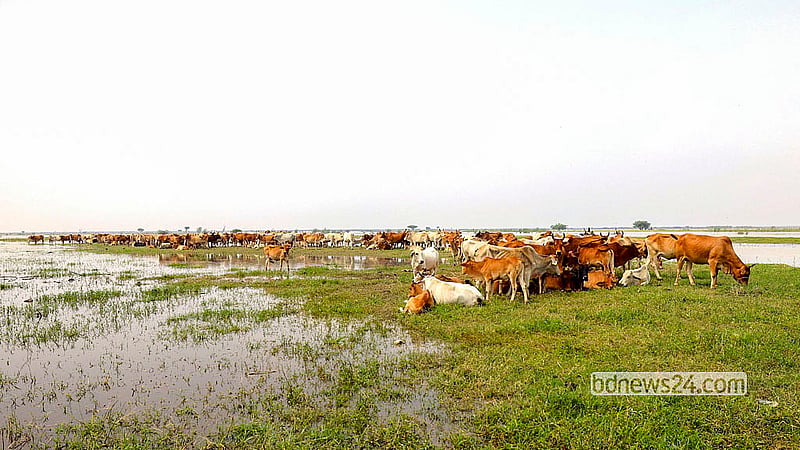 As water levels in the Padma River rise at Sundurpur in Chapainawabganj, vast grazing lands have gone under. The herds of cattle grazing there have taken shelter on slightly elevated ground. Photo: Md Fakrul Islam