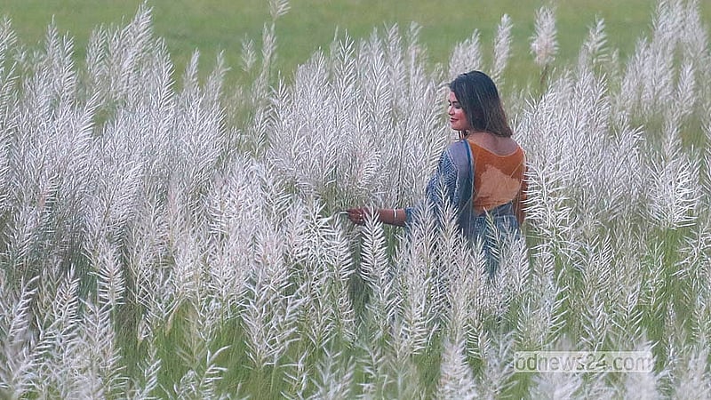 People from neighbouring areas visit the kans grass fields at Sarighat in Dhaka's South Keraniganj every day.  Photo: Abdullah Al Momin