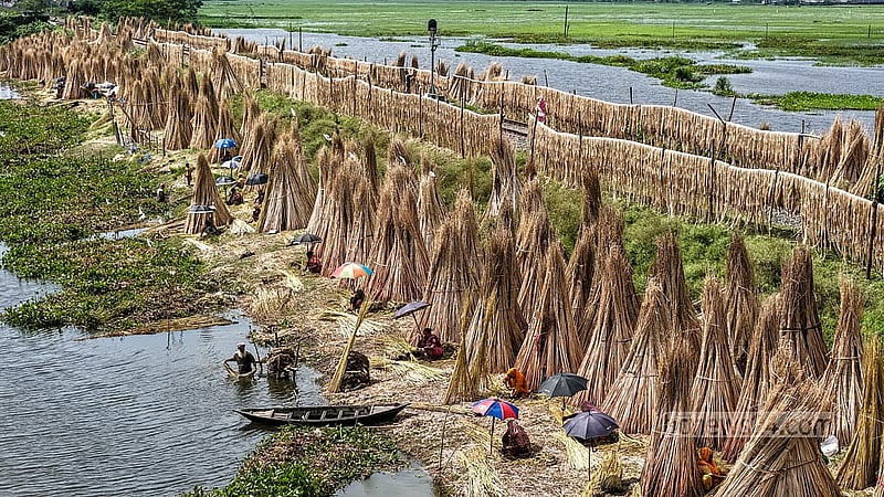 Women join the work of stripping fibres from jute along both sides of the railway tracks in Faridpur’s Bhanga. Photo: Mostafigur Rahman