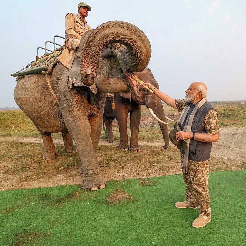 Indian Prime Minister Narendra Modi feeds sugarcane to a domesticated elephant during an early morning safari at Kaziranga National Park in Assam on Mar 9, 2024. Photo: Narendra Modi/ Facebook