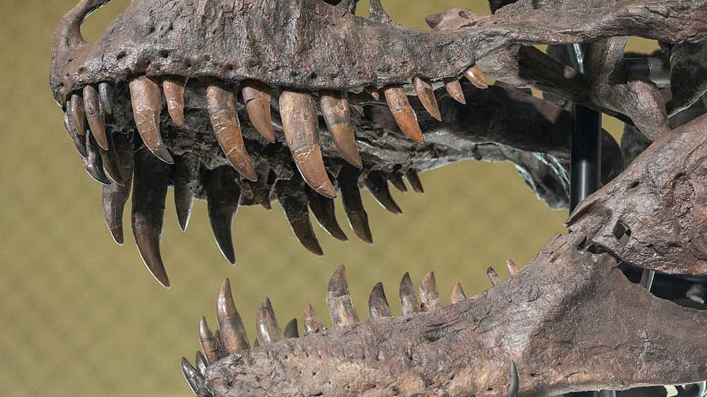 Tooth study shows T rex was warm-blooded, with human-like temperature