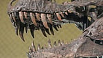 T rex was warm-blooded: study