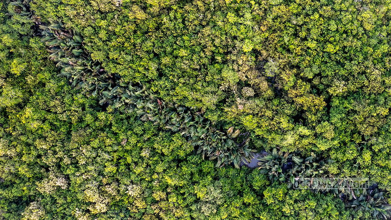 A dried-up creek in the Kochikhali Wildlife Sanctuary in the Sundarbans appears to have sprung back to life. Dense stands of sundari trees line its banks, while rows of golpata plants have grown naturally across the quiet creek bed. Photo: Muhammad Mostafigur Rahman &amp;#xD;&amp;#xA;