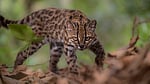 New cat species identified in Bolivia