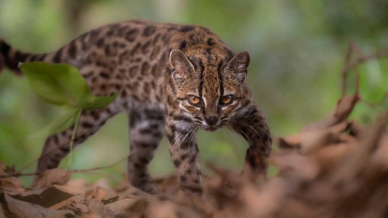 New cat species identified in Bolivia