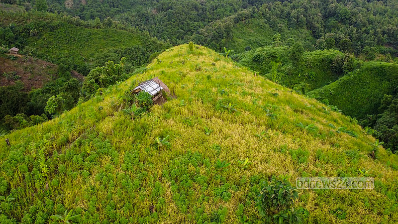 Vast stretches of jhum fields blanket the hillsides in green in the remote Simanapara area of Dighinala Upazila in Khagrachhari. Alongside rice, the main jhum crop, farmers cultivate around 30 to 40 varieties of crops and vegetables on the slopes, including marfa, sesame and maize. Photo: Mostafigur Rahman