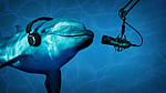 Can AI really help us 'talk' to animals? Scientists are sceptical