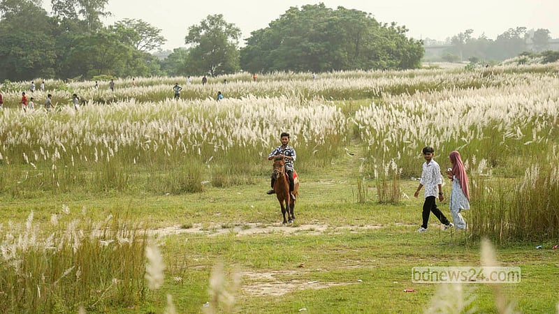 Horses offer visitors another way to enjoy the sprawling kans fields at Sarighat in South Keraniganj. Photo: Shamsul Haque Ripon