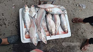 Bangladesh halts Indian hilsa imports