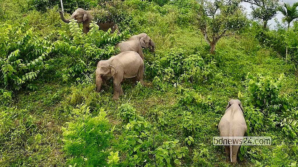 146 elephants have died in Bangladesh over 10 years, says environment minister