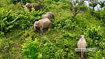 146 elephants died in Bangladesh over a decade: minister