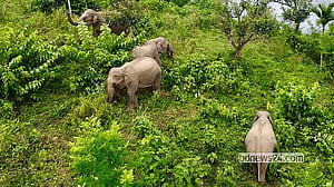 146 elephants died in Bangladesh over 10 years: minister