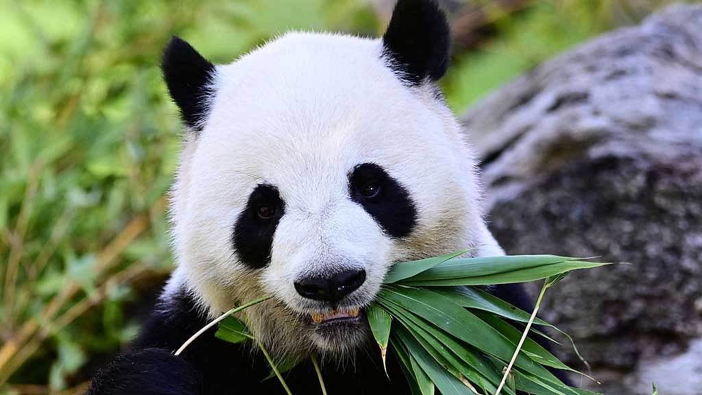 China sends two giant pandas to Atlanta on decade-long loan