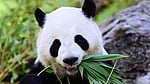 China loans 2 pandas to Atlanta for a decade