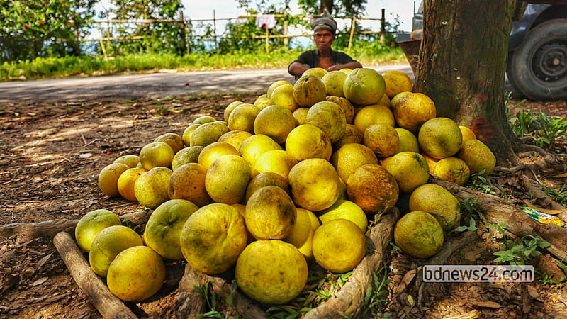 Pomelos harvested in Pabla Headmanpara are lined up beside the road for sale. Photo: Md Fakrul Islam