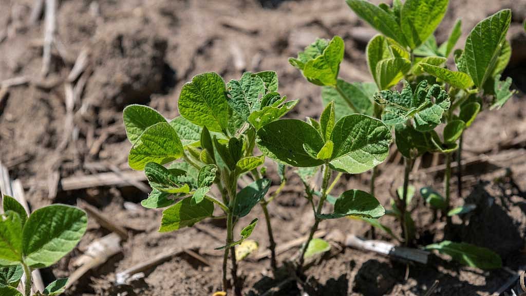 China to cut tariffs on US farm goods, but list excludes soybeans