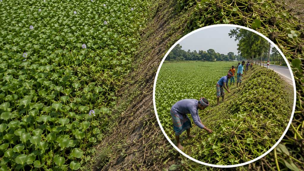 How Bangladesh can turn water hyacinth from menace into green opportunity