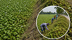 Can water hyacinth become Bangladesh's green ally?