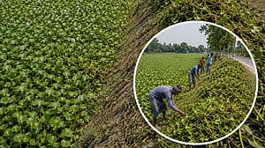 Can water hyacinth become Bangladesh's green ally?