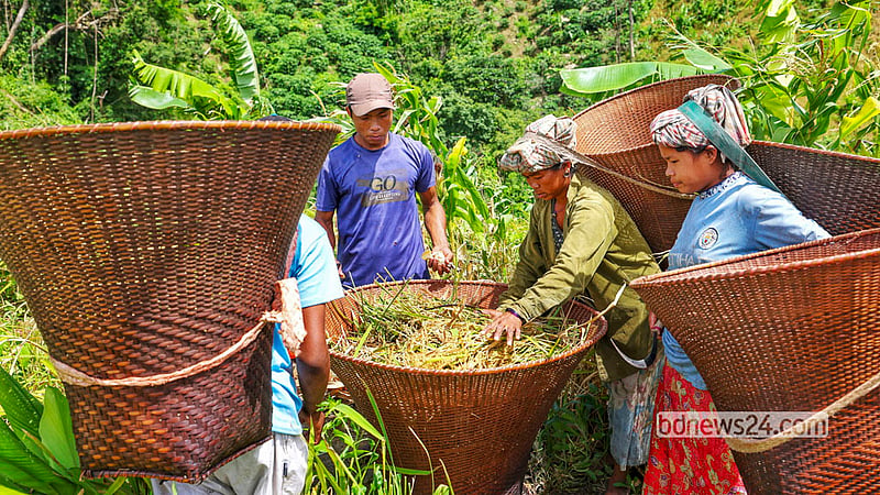 Harvest celebrations are under way on the hilltops of Notun Ramjupara in Bandarban’s Tongkaboty, as farmers gather their ripe jhum rice. Photo: Md Fakrul Islam