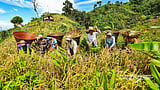 When the hills turn golden with harvest