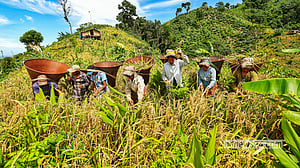 When the hills turn golden with harvest