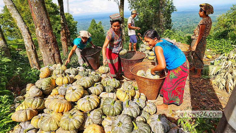 Mro community members bring sweet pumpkins down from the hills of Pabla Headmanpara and stack them beside the road. Photo: Md Fakrul Islam