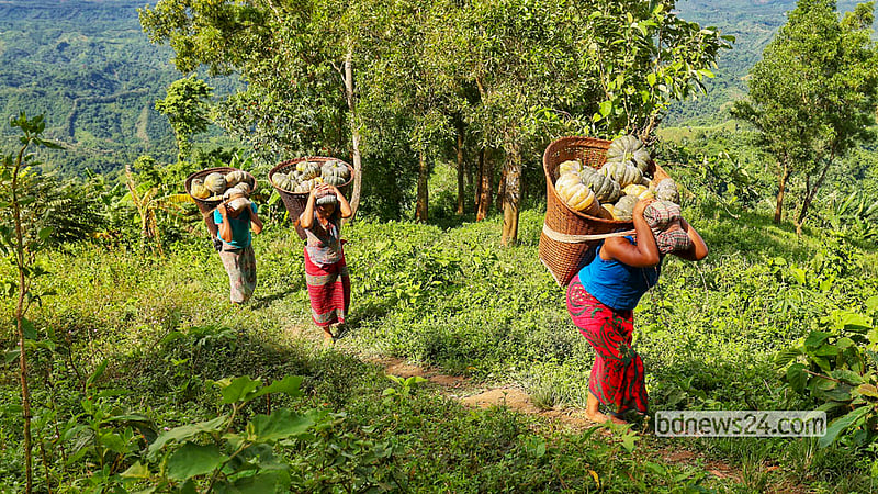 Mro women return with sweet pumpkins harvested from the hills of Pabla Headmanpara in Bandarban’s Tongkaboty Union. Photo: Md Fakrul Islam