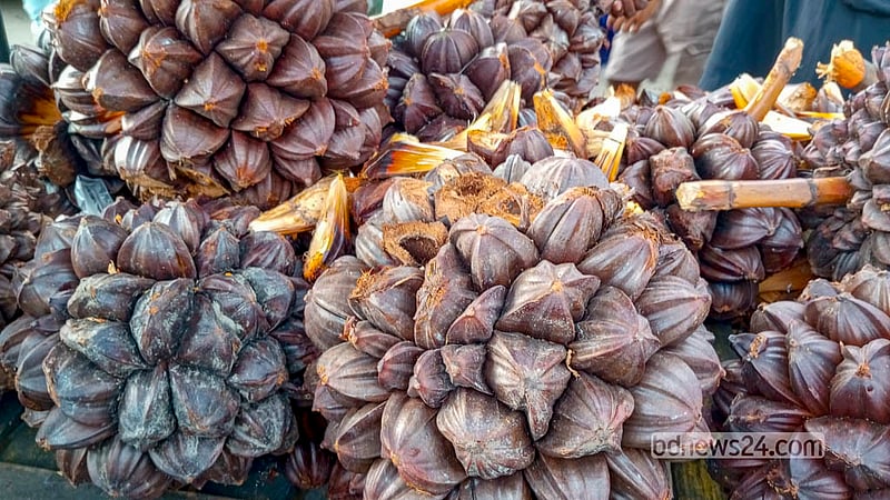 Each bunch contains 50 to 80 golpata fruits, depending on its size. Retailer Badal Mia buys each bunch for Tk 200. Photo: Abdullah Al Momin